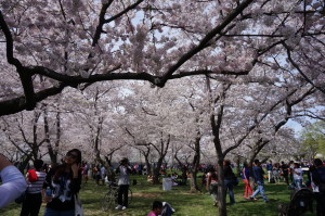 Cherry Blossom Festival in Washington D.C. Photo courtesy of Seunghee Cho